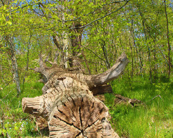 Alter, umgestürtzter Baum im Urwald der Insel Vilm